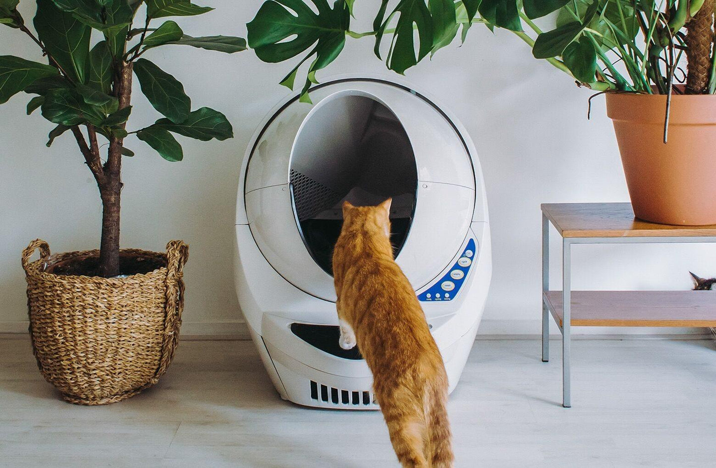 Litter-Robot 3